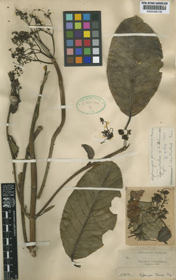 Kew Gardens K000486136:  Lehmann, F.C. [9074] Colombia