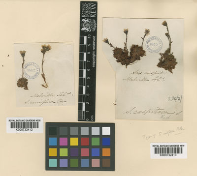 Kew Gardens K000732412:  s.coll. [s.n.] Canada