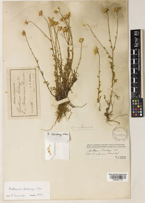 Kew Gardens K000901776:  Stribrny, V. [s.n.] Bulgaria