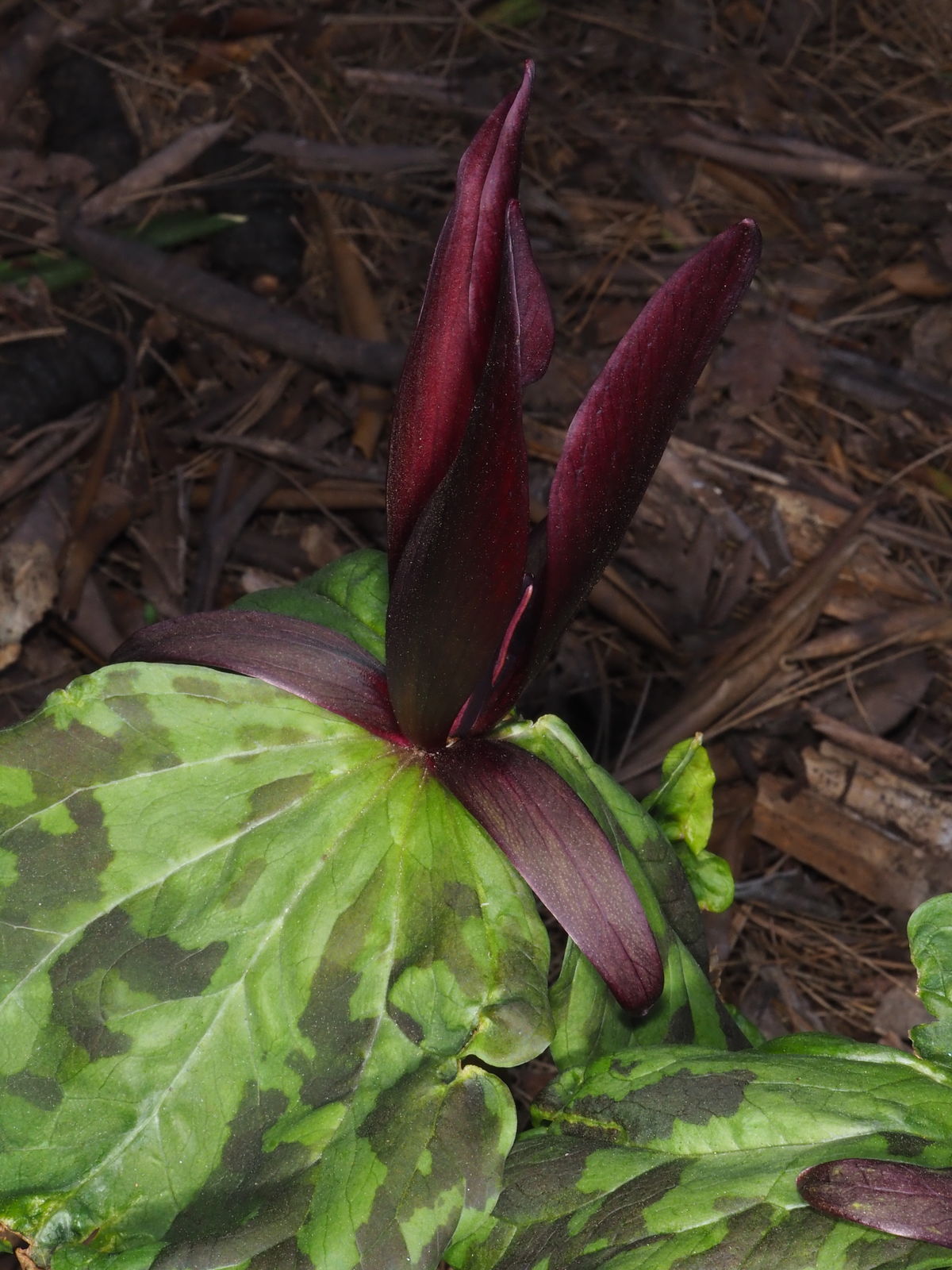 © copyright of the Board of Trustees of the Royal Botanic Gardens, Kew.