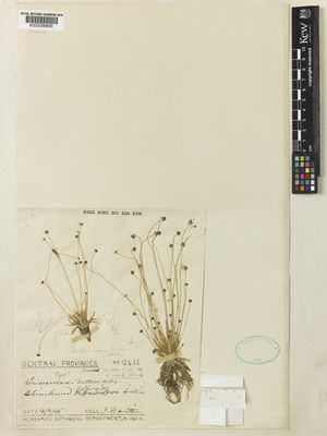 Kew Gardens K000098669:  Duthie, J.F. [8436] India