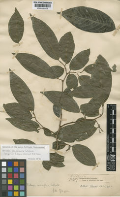 Kew Gardens K000486419:  s.coll. [12407] Brazil