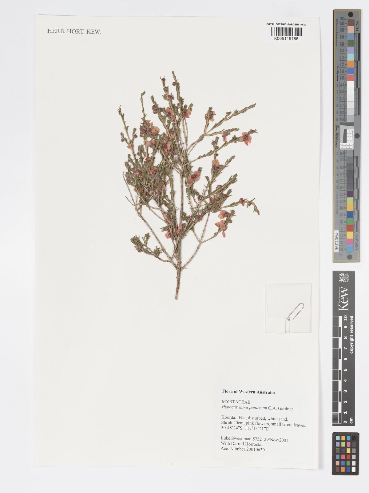 Hypocalymma puniceum