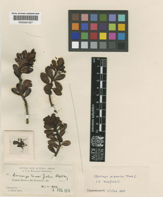 Kew Gardens K000681627:  Boden Kloss, C. [s.n.] New Guinea