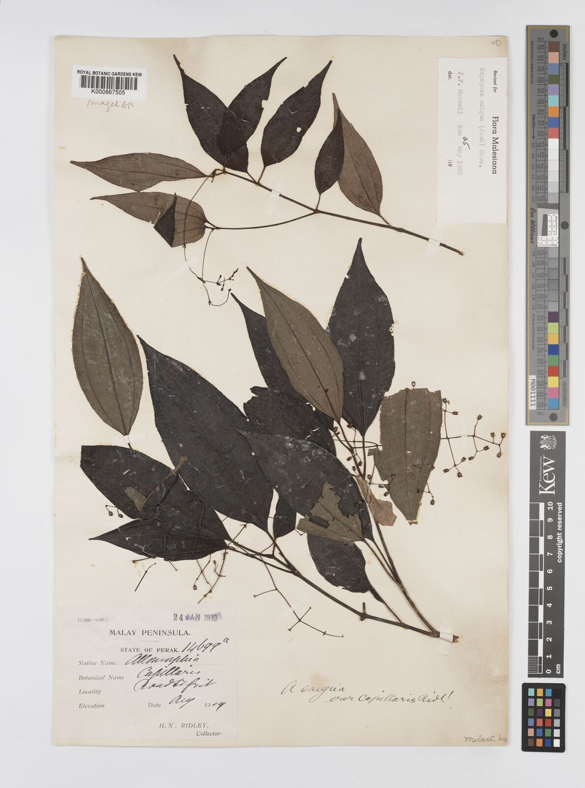 Kew Gardens K000867505:  Ridley, H.N. [14699] Malaysia