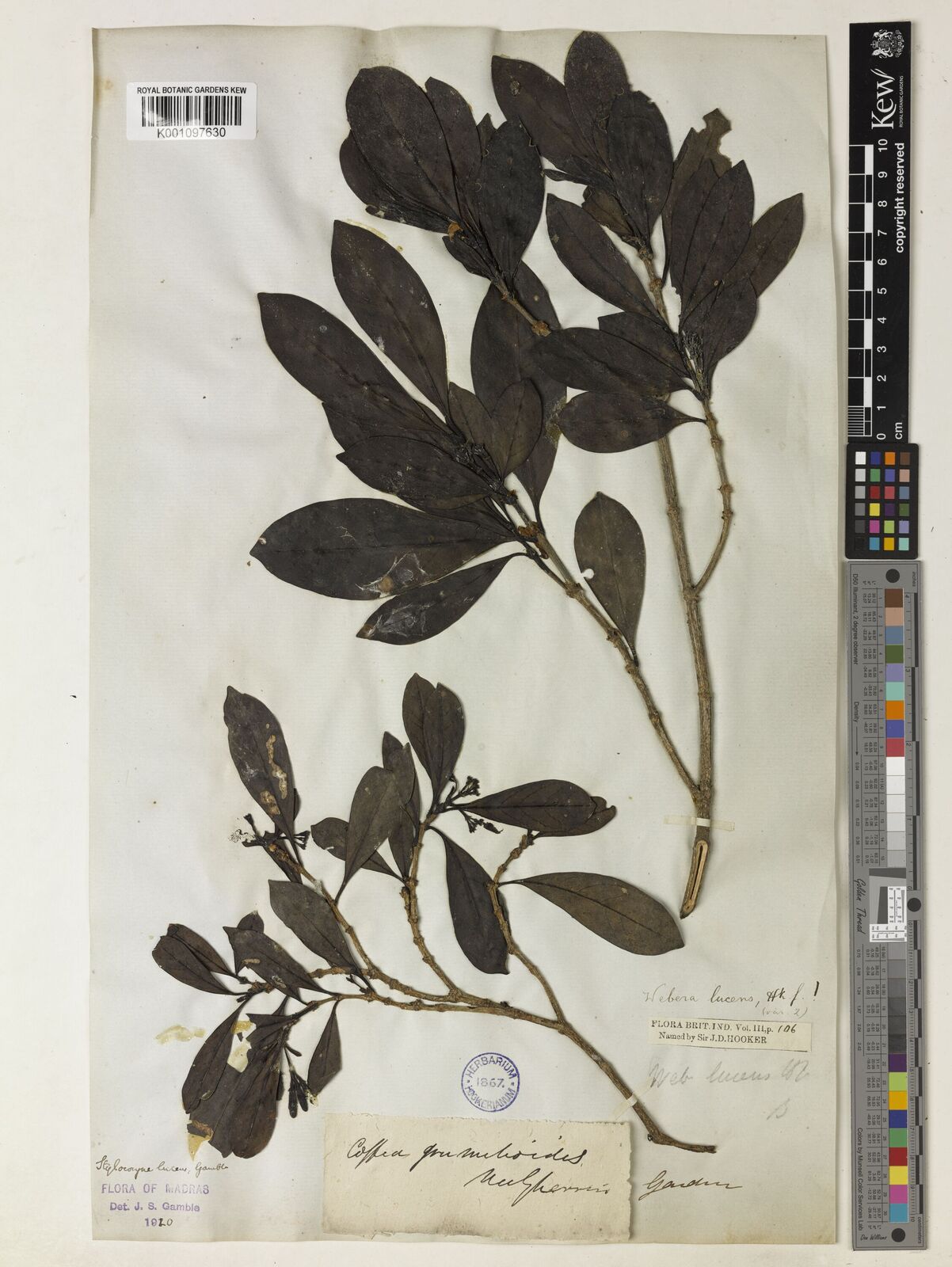 Kew Gardens K001097630:  Gardner, G. [s.n.] India