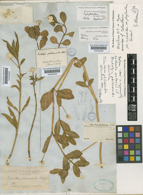 Kew Gardens K000583000:  s.coll. [517] Brazil