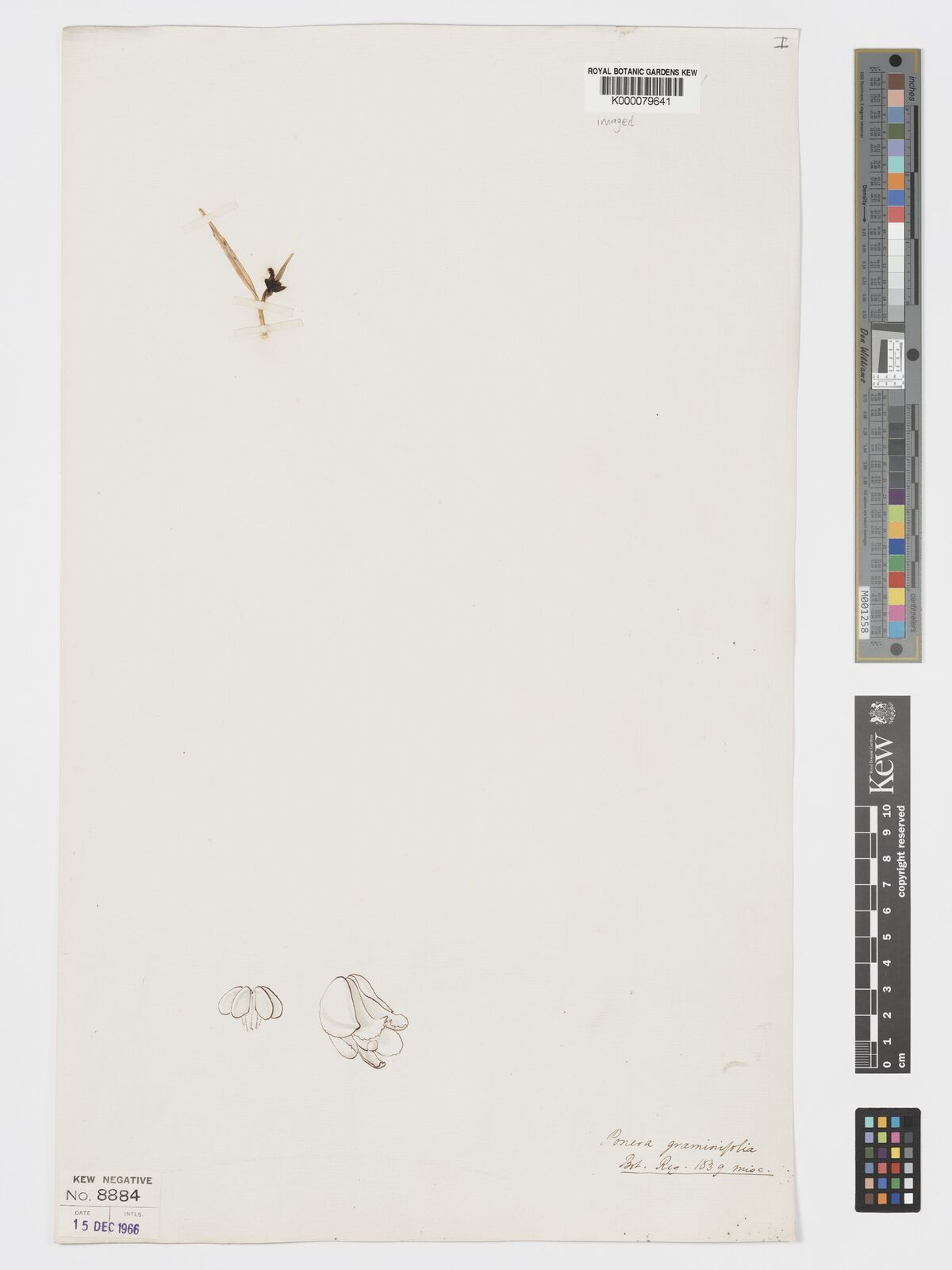 Kew Gardens K000079641:  s.coll. [s.n.] Mexico