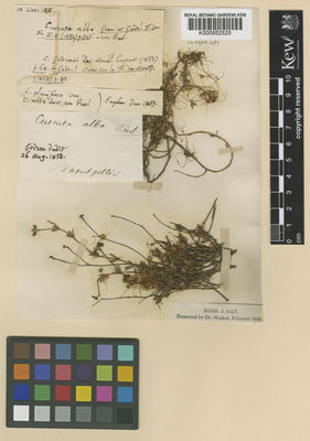 Kew Gardens K000852520:  Godron, D.A. [s.n.] France