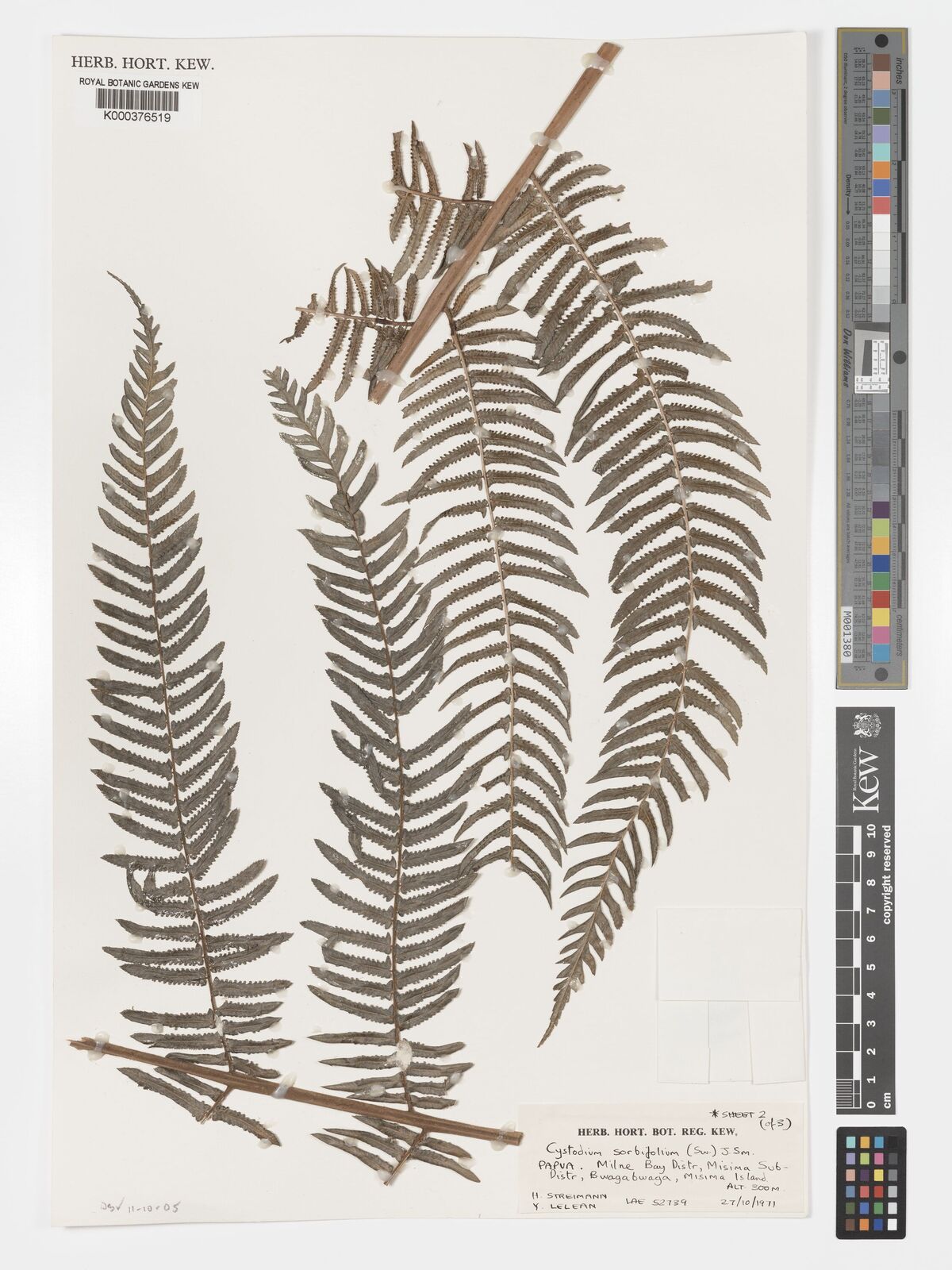 Kew Gardens K000376519:  Streimann, H.; Lelean, Y. [LAE52739]