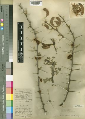 Kew Gardens K000244324:  Lugard, E., F. [16] Angola