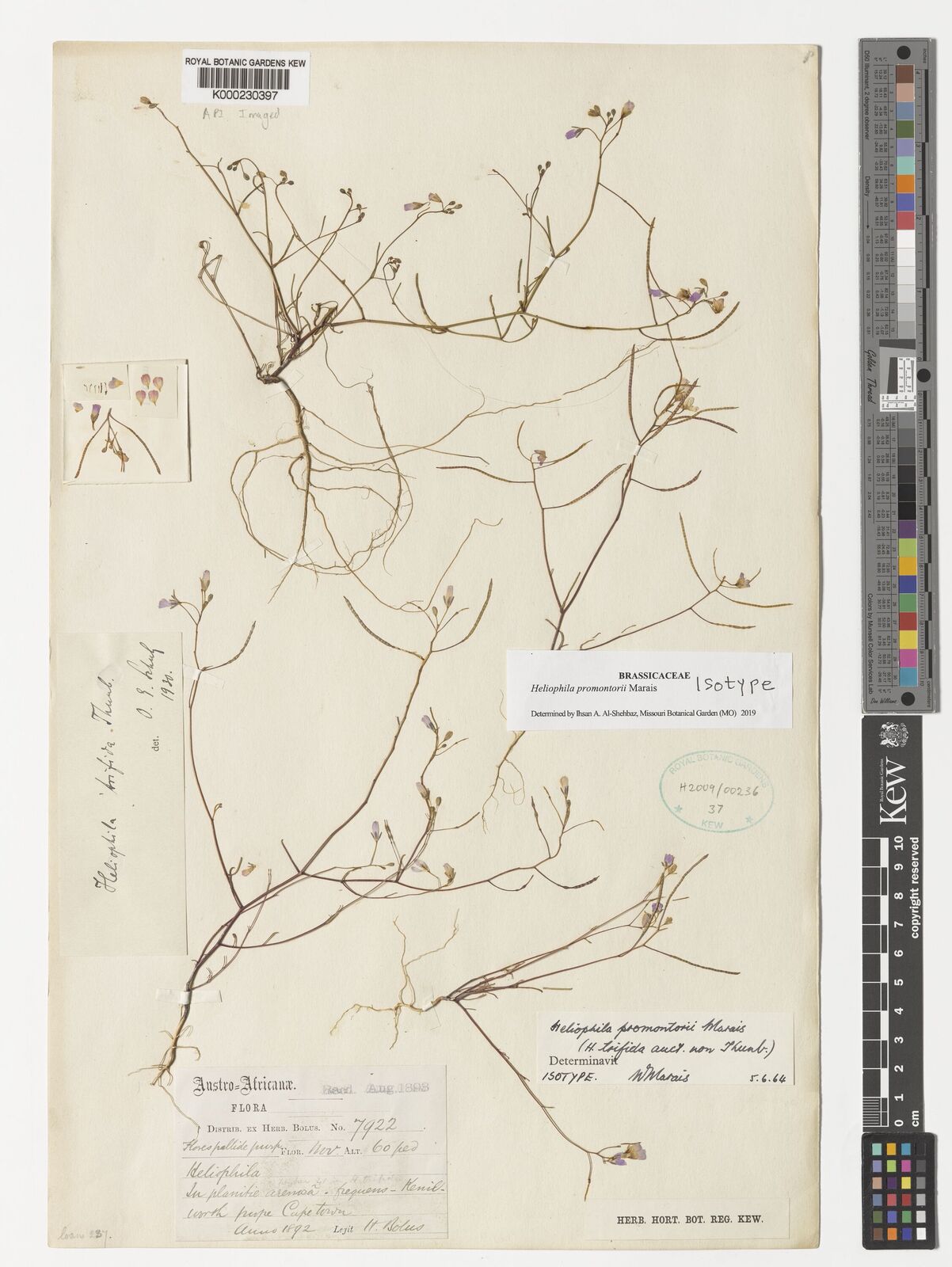 Kew Gardens K000230397:  Bolus, H. [7922] South Africa
