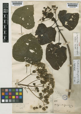 Kew Gardens K000487557:  Ernst, A. [s.n.] Venezuela