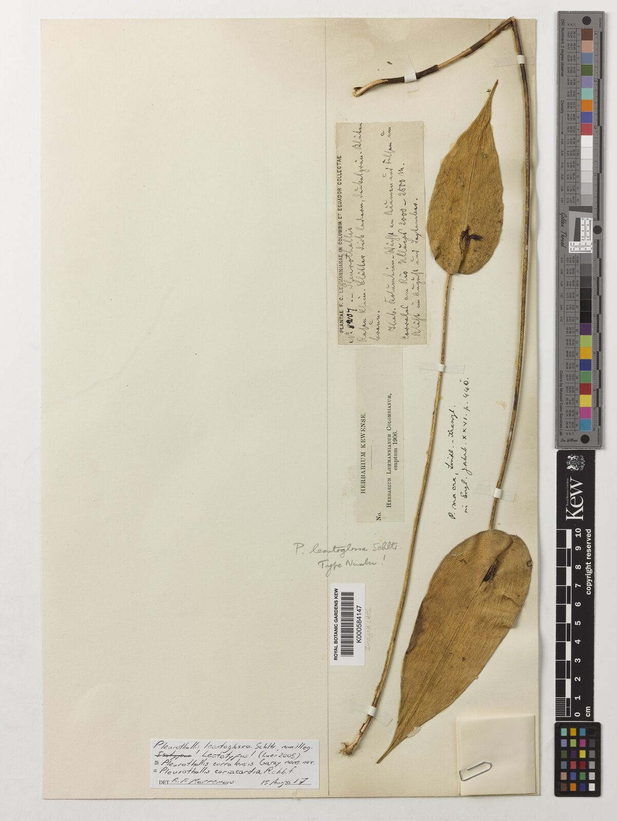 Kew Gardens K000584147:  Lehmann, F.C. [8207] Colombia