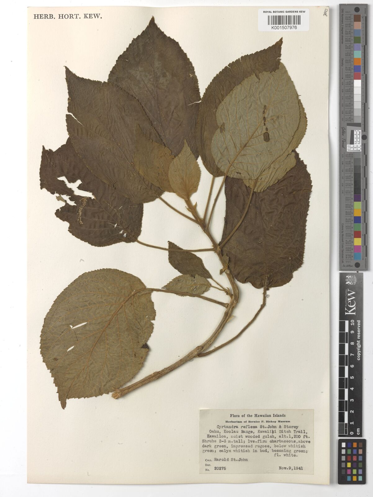 Cyrtandra opaeulae