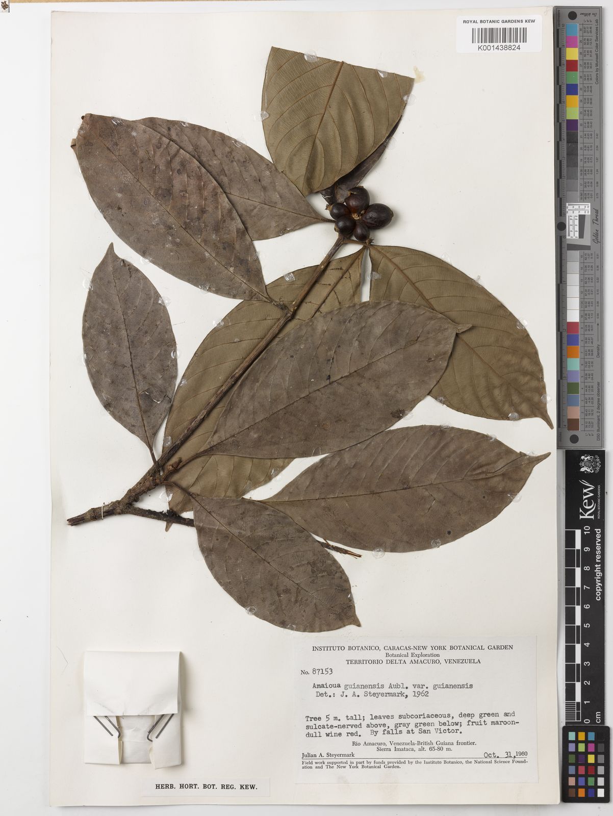 Amaioua Guianensis Aubl Plants Of The World Online Kew Science 0088