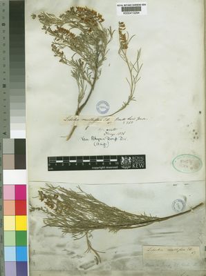 Kew Gardens K000413294:  Drege [s.n.] South Africa