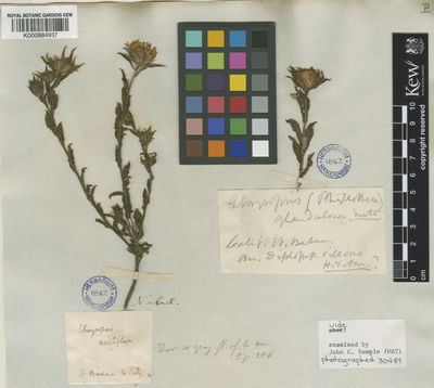 Kew Gardens K000884937:  H.; Am. [s.n.] United States