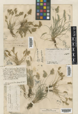 Kew Gardens K000789776:  Warion, A. [s.n.] Algeria