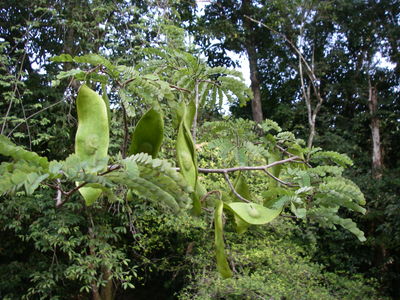 Dalbergia afzeliana G.Don | Plants of the World Online | Kew Science