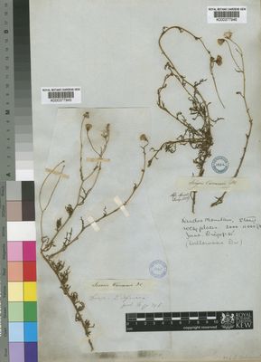 Kew Gardens K000377945:  Drege [s.n.] South Africa