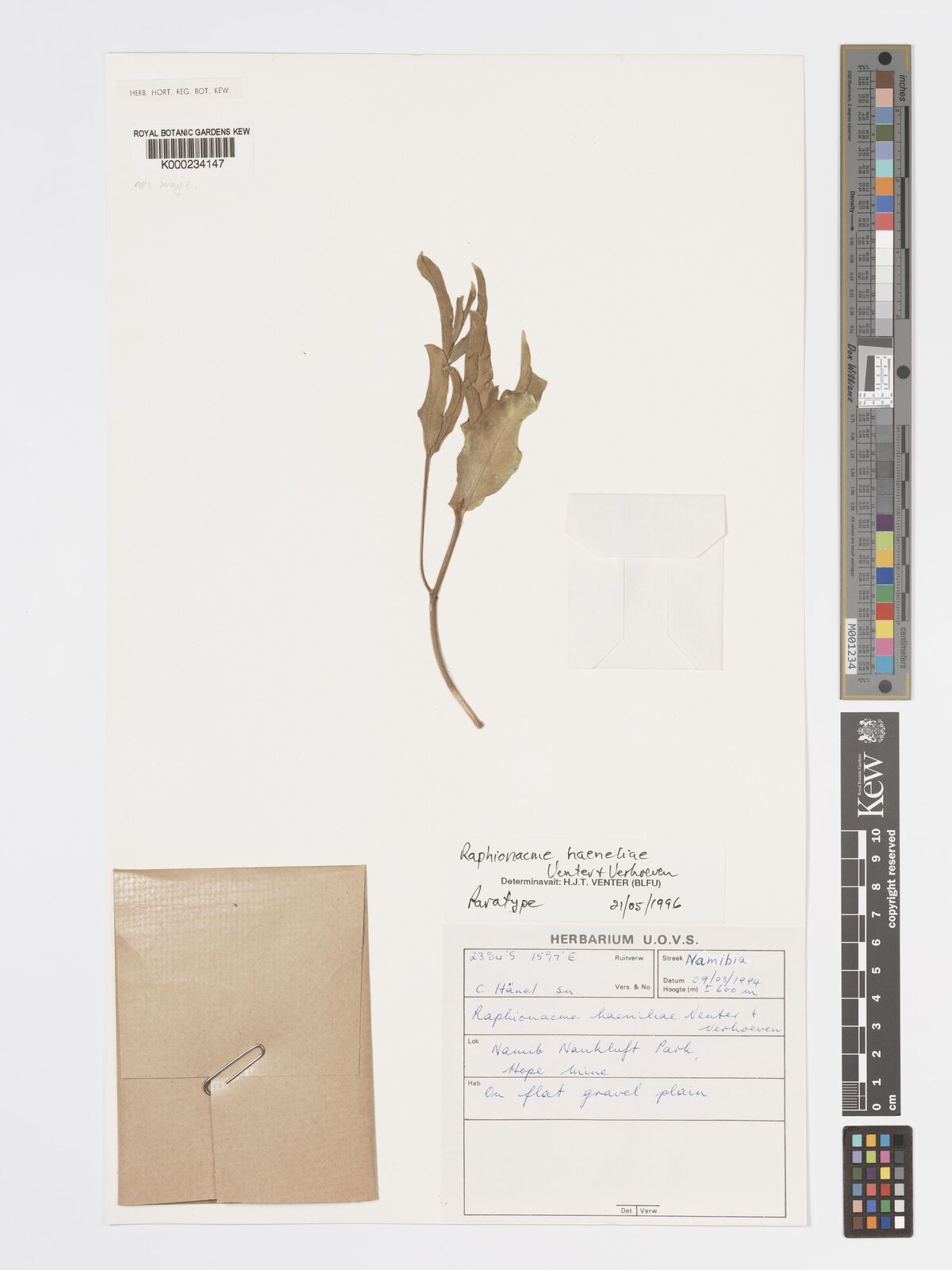 Kew Gardens K000234147:  Hanel, C. [s.n.] Namibia