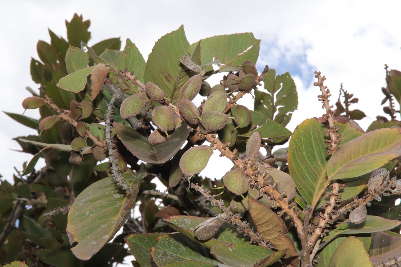 Roupala pachypoda Cuatrec. | Plants of the World Online | Kew Science