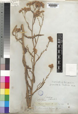 Kew Gardens K000274021:  Drege [s.n.] South Africa