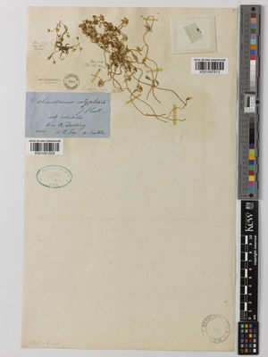 Kew Gardens K001097813:  [Beekler, Dr.] [S.n.] Australia