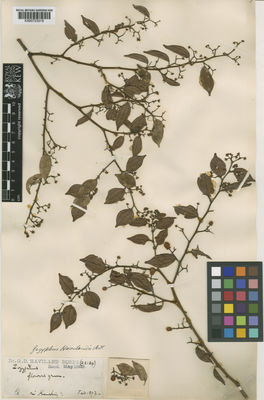 Kew Gardens K000723019:  Haviland, G.D. [(2.2134)] Malaysia