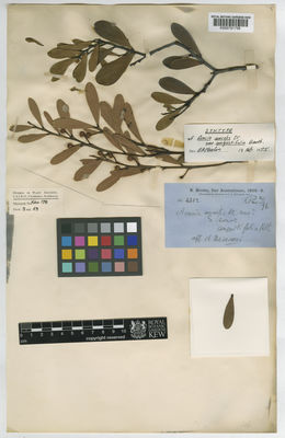 Kew Gardens K000791756:  Brown, R. [4352] Australia