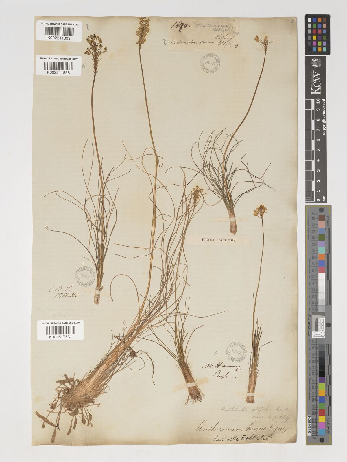 Ornithogalum thunbergii