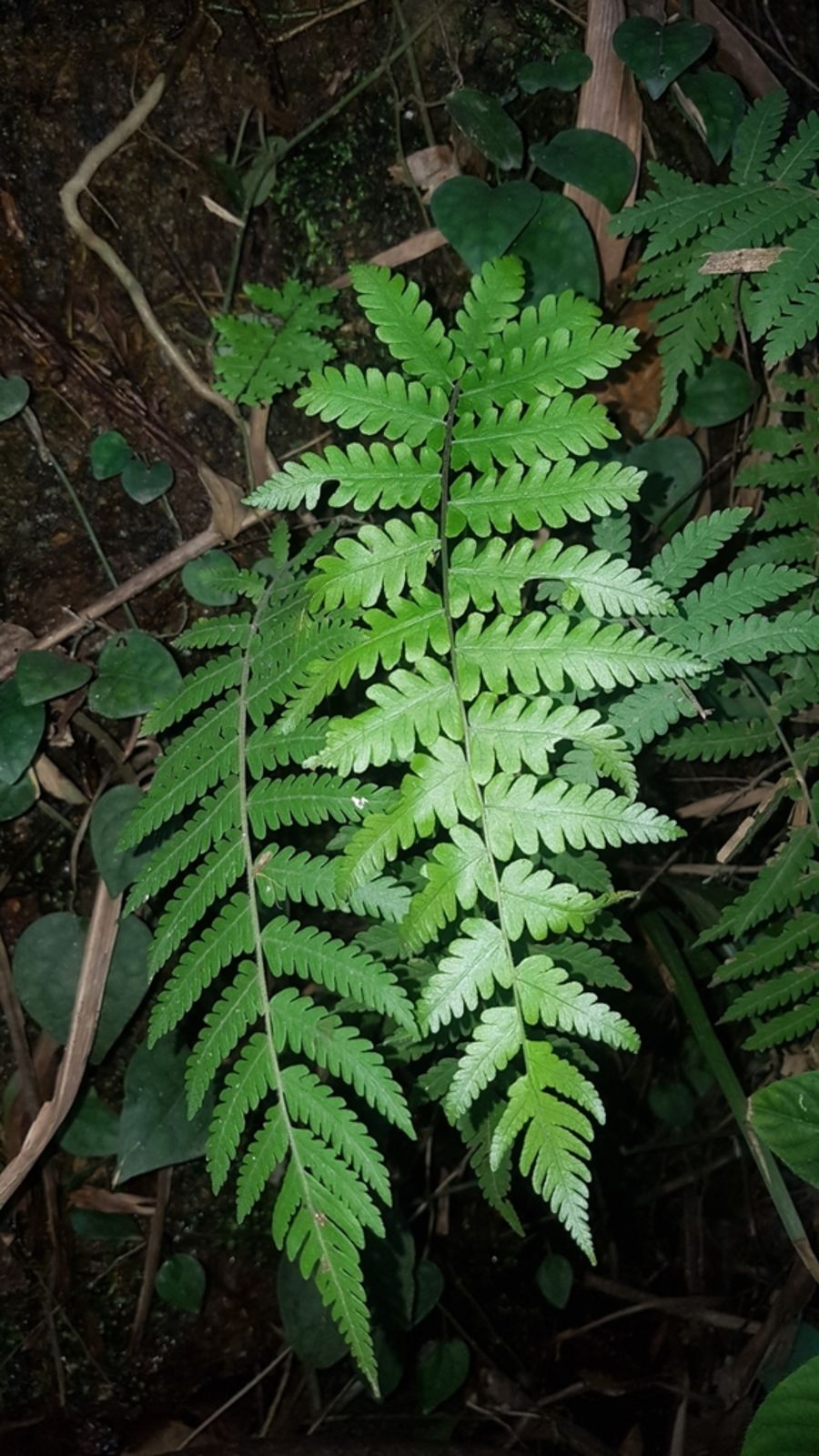 Thelypteris taiwanensis (C.Chr.) K.Iwats. | Plants of the World Online ...