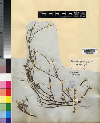 Kew Gardens K000262981:  Drege [s.n.] South Africa