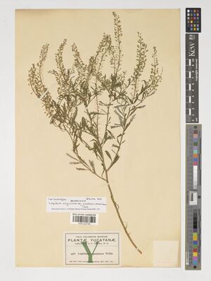 Kew Gardens K001222738:  Gaumer, G.F. [456] Mexico