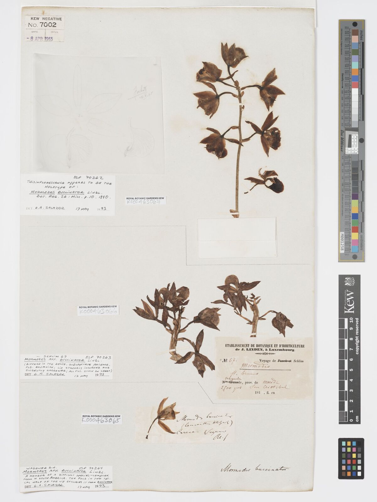 Kew Gardens K000463065:  Wagner [s.n.] Venezuela