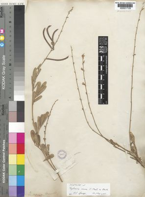 Kew Gardens K000217103:  leg. ign. [s.n.] Australia