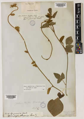 Kew Gardens K000883267:  Heyn, B. [5528]