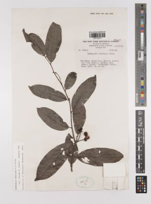 Kew Gardens K001259475:  Hinton, G.B.; et al. [15823] Mexico