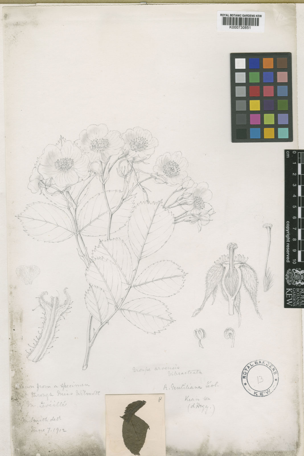 Rosa Multiflora Var Cathayensis Rehder And Ehwilson Plants Of The World Online Kew Science 5678