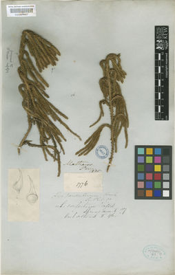 Kew Gardens K000574407:  Mathews [1776] Peru