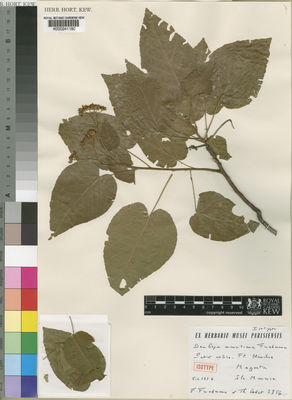 Kew Gardens K000241180:  Friedmann, F; [Lodet] Th. [2854]