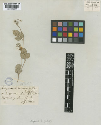 Kew Gardens K000502877:  Gillies, J. [s.n.] Argentina