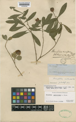 Kew Gardens K000585390:  Wright, C. [1349] Cuba