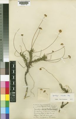 Kew Gardens K000307162:  Bolus, H. [11561] South Africa