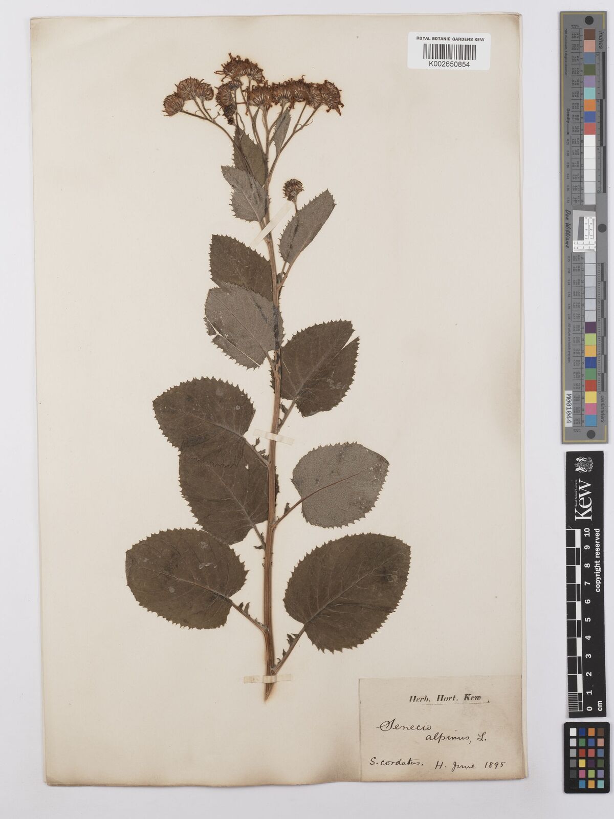 Jacobaea alpina