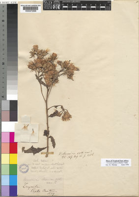 Kew Gardens K000272998:  Burton [s.n.] Tanzania