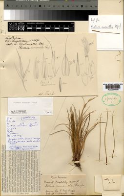 Kew Gardens K000290500:  Giulianetti, A. [s.n.] Papua New Guinea