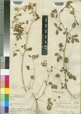 Kew Gardens K000226902:  Durieu [s.n.] Algeria