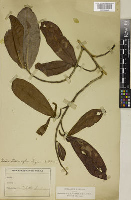 Kew Gardens K001050045:  Scortechini, B. [s.n.] Singapore